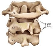 Diagram of a facet joint