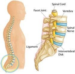 Diagram of the lumbar spine