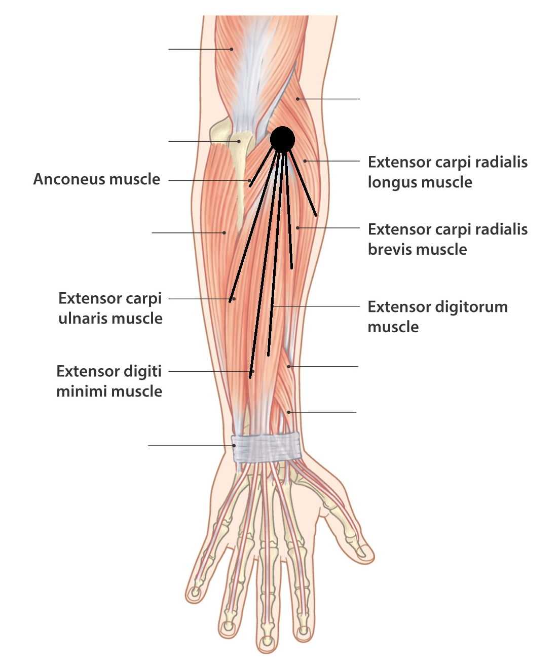 Muscles related to tennis elbow