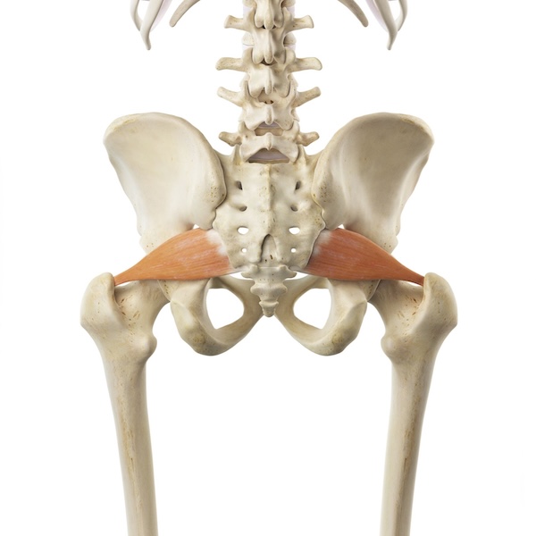 Piriformis muscle